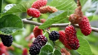 Update on our mulberry