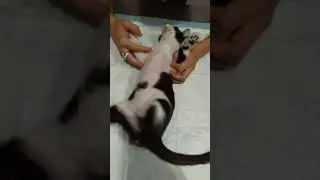 Trebol