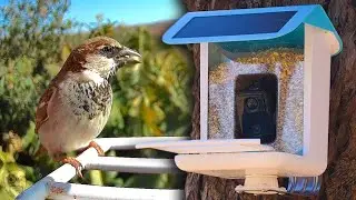 Bird Watching Made Easy with YBLOC's Smart Bird Feeder and AI Camera