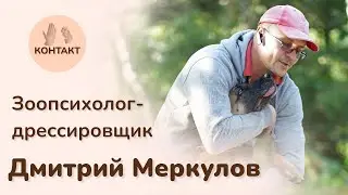 Как посадить собаку в машину. Дмитрий Меркулов