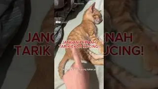 Jangan Pernah Tarik Ekor Kucing‼️ BAHAYA‼️ #lemon8indonesia #shotrs #petlover #pets