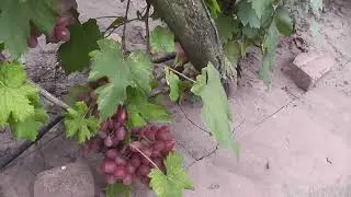 Сорт винограду "Гурман лакомка" - сезон 2022 # Grape variety "Hurman Lakomka" - season 2022