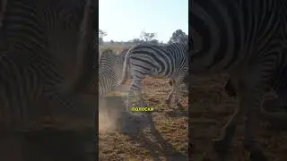 Необычные Факты о Зебрах: Секреты Полосатых Обитателей Саванны #animals #животные #факты