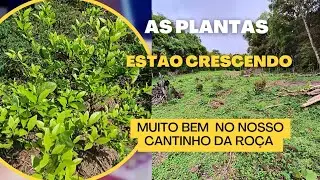 Nossas Plantas Crescendo Muito No Refúgio Nas Montanhas