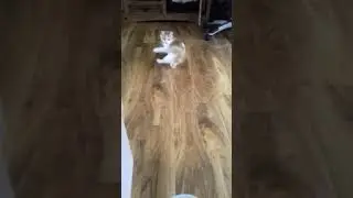 Cat chasing it's tail