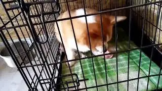 Корги Софи и косточка-ё-ё )))