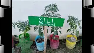 Gulayan sa Paaralan 2018   San Gregorio Elementary School