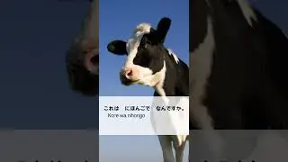 モーモー　moo moo 🐮