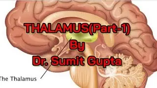 Thalamus Part 1