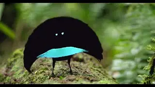 10 Most Stunningly Beautiful Birds in the World