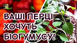 Подвійне підживлення розсади солодкого перцю - Ода біогумусу | Агро-Рокся