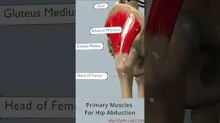 hip abduction- primary movers
