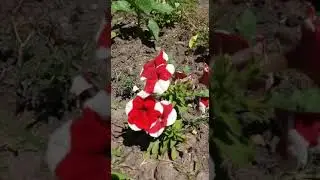 Цветущий центр