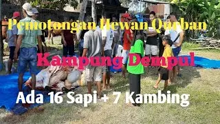 VIRALLL !!! ADA 16 SAPI + 7 KAMBING HEWAN KURBAN PADA HARI RAYA IDUL ADHA, 17 JUNI 2024 DI DEMPUL.