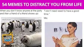 54 memes to distract you from life
