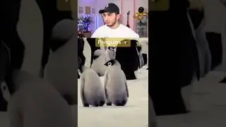 YAKINDA NESLİ TÜKENECEK HAYVANLAR 🥺