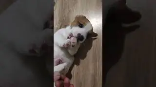 Вкусная лапка
