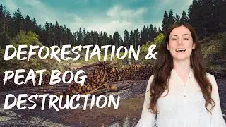 DEFORESTATION AND PEAT BOG DESTRUCTION GCSE Biology 9-1 | Combined (Revision & Qs)