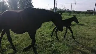 Mare foaling// the foal does not eat milk.