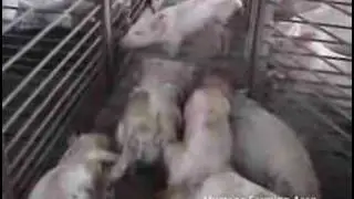 Rosebud Hog Factory - Part 2