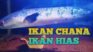 Ikan Chana, Ikan Hias