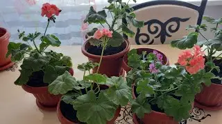 #цветы#дети#семья   Пересадка цветов  💐💐💐