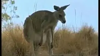 kangaroo gives birth🦘