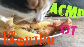 Виталик и Ангелина /АСМР от кошки и кур /на улице похолодало /Виталик в танке