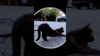 #Shorts Котик Выгибает Спинку. Видео с Котиками. Милые Красивые Котики. Шортс Видео Shorts Животные