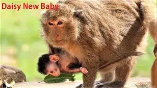 Looks Cute New born Baby Daisy 3 days, Dito is growing up healthy and looks like mom