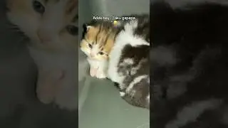 Towlong aku kejepit moo 😩 #animals #cat #catlover #kucing #kucinglucu #kitten #baby #cute