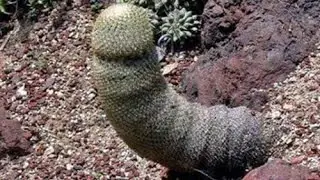 20 Innocent Pictures From Nature That Look Absolutely Dirty In Your Mind