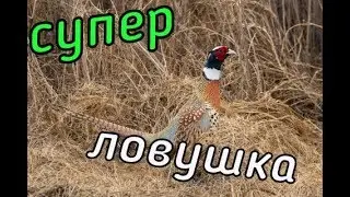 Ловушка на Куропатку!