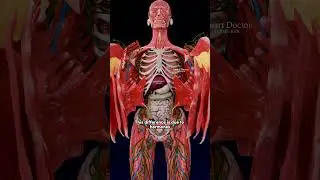 Why Women’s Hearts Beat Faster | The Hidden Is More Immense ♀️✨