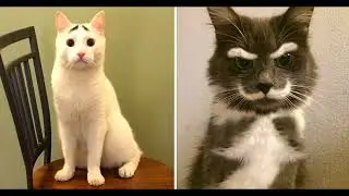 Приколы, смешные коты