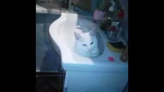 Влог: кот ёбу дал!