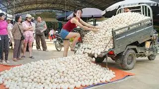 Harvesting A Lot Of Duck Eggs, Guinea Fowl, Watermelon Go To Sell | Dao’s Country Life