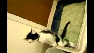 Кот писает как мужчина