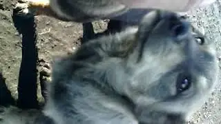 щенята