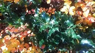 ФУТАЖ. Красавица осень. Необычайно красивый живой забор.