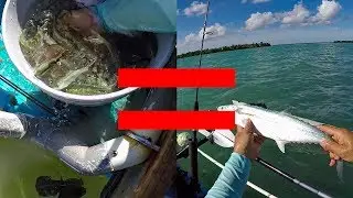 Pilchards = Mackerels.  They're In Shark Channel.