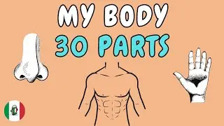 30 parts of the body in Italian - Italian Vocabulary with Pictures