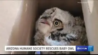 12 News: Owl Be There For You