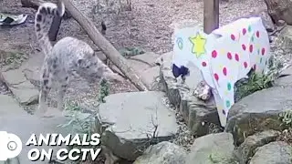 Snow Leopard Attacks 'Zebra' | Animals On CCTV