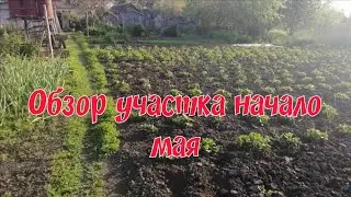 Обзор огорода и сада.