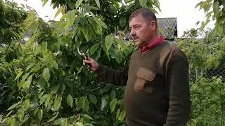 Planting the harvest for next year, June pruning of cherries.