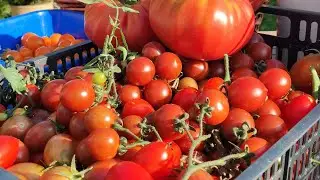 27.08.23 Томатов много, урожай радует.Начинают поспевать Томаты-Гномы.
