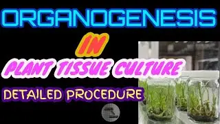 ORGANOGENESIS IN PLANT TISSUE CULTURE || ORGANOGENESIS PROCEDURE