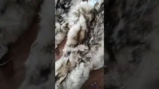 Шкуры волка