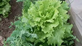 Bozkirda kışın serada marul yetiştirmek